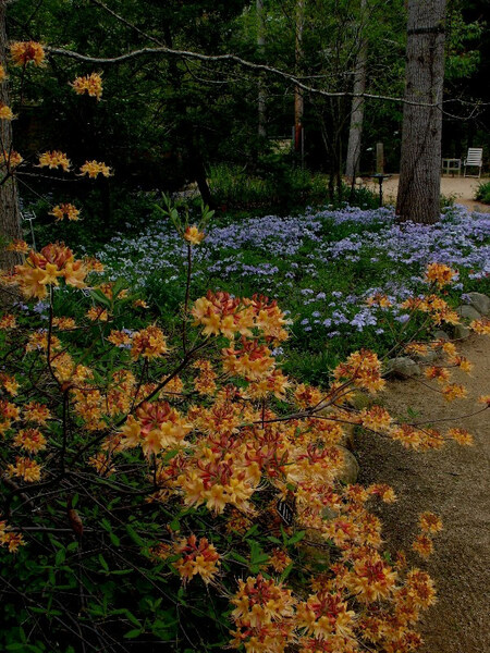 North Carolina Botanical Garden, USA