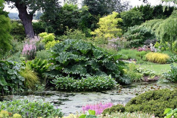 Pond, Beth Chatto Gardens