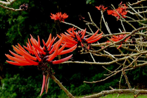 Hoomaluhia Botanical Garden, Hawaii