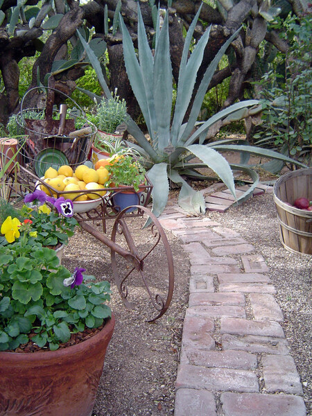 Tucson Botanical Gardens, USA