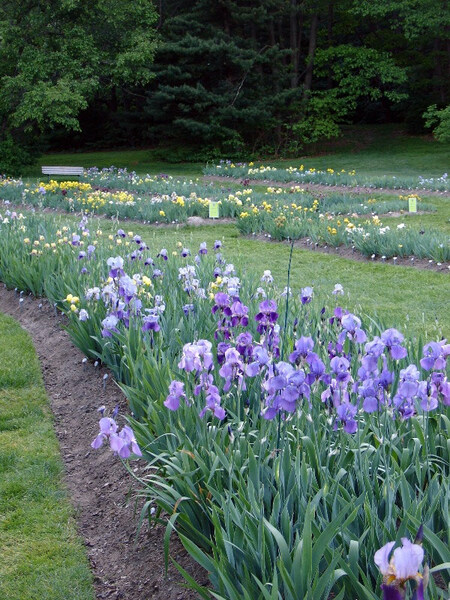 Presby Iris Gardens, New Jersey