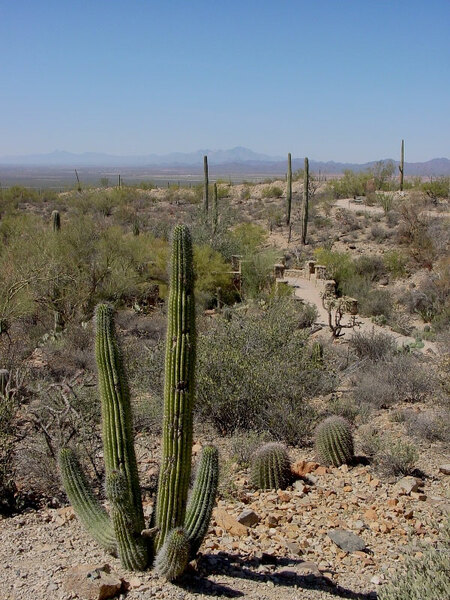 Cacti, Arizona-Sonora Desert Museum