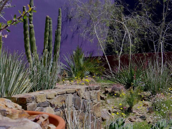 Arizona-Sonora Desert Museum Garden