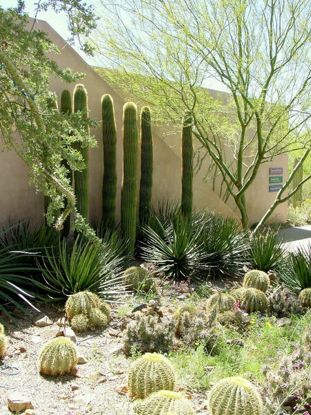 Arizona-Sonora Desert Museum, Tucson
