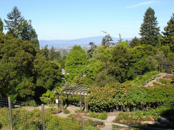 View, Berkeley Rose Garden