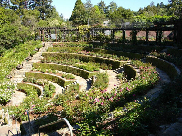 Berkeley Rose Garden, California