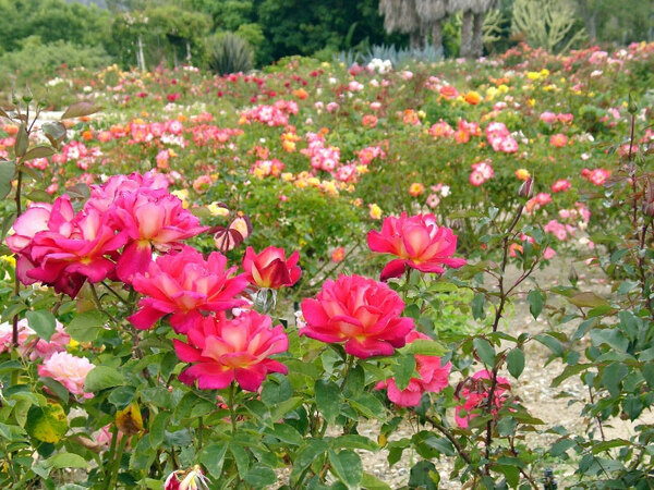 Roses, South Coast Botanic Garden