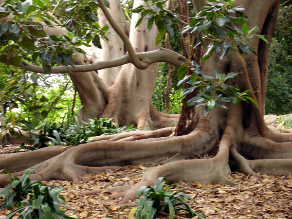 Trees, South Coast Botanic Garden
