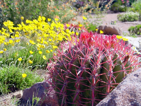 Cactus, Boyce Thompson Arboretum