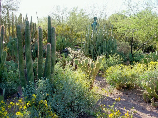 Cacti, Desert Botanical Garden