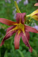 McLaughlin Foundation Garden