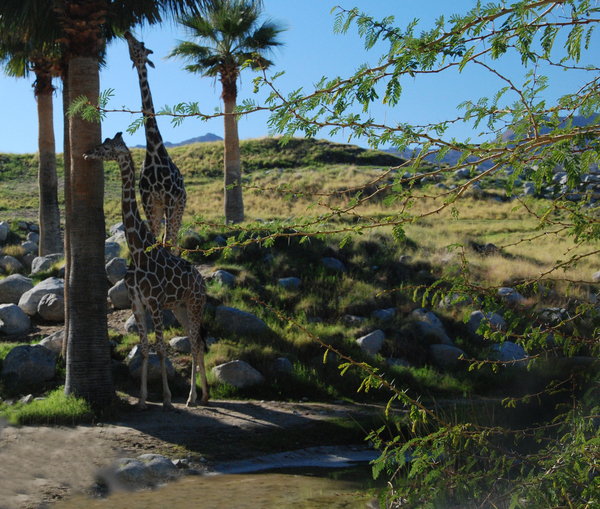 Living Desert Zoo and Gardens Robin Kanouse