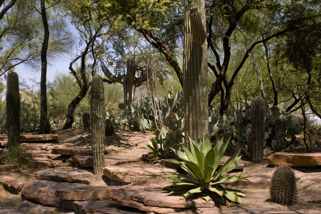 Ethel M Botanical Cactus Garden – Henderson, Nevada - Atlas Obscura