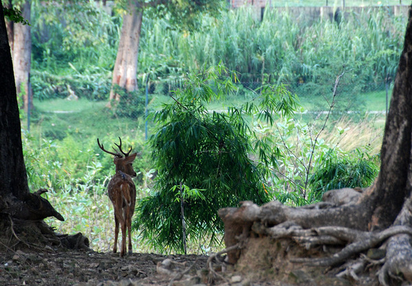 Sarnath Deer Park and Bo Tree Ajay Tallam