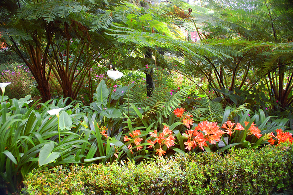 Jardim Tropical da Quinta do Monte Palace Luke H. Gordon