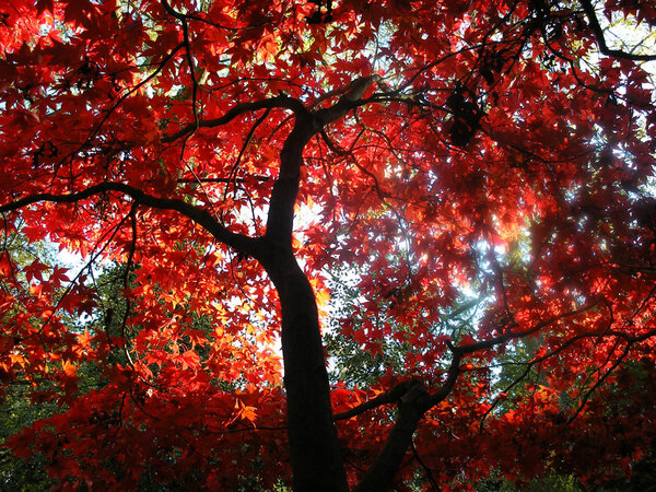 Autumn Colour, Evenley Wood Garden