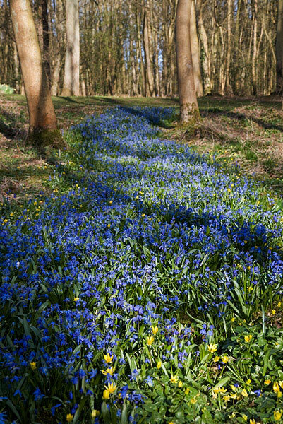 Bluebells, Evenley Wood Garden