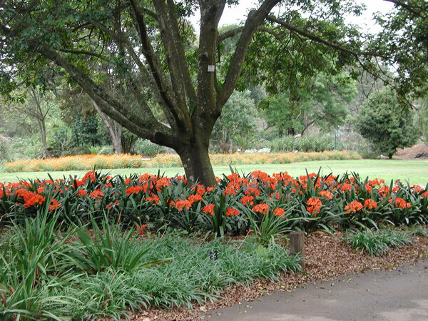 Clivias, KwaZulu Natal National Botanical Garden