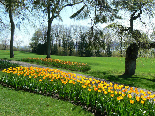 Tulips, Bois de Coulongne
