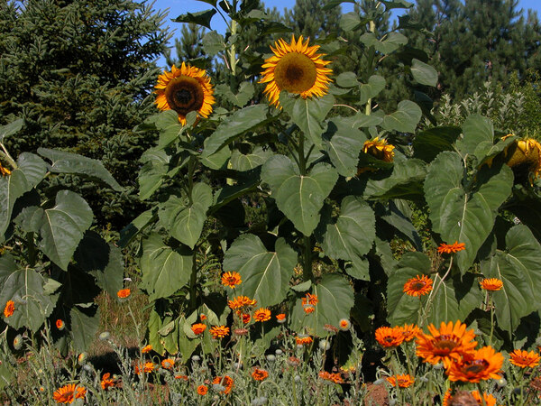 Sunflowers and orange venediums, Grand-Portage Garden