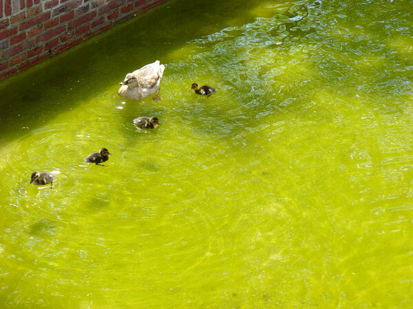 Ducks in the canal, Palais Het Loo