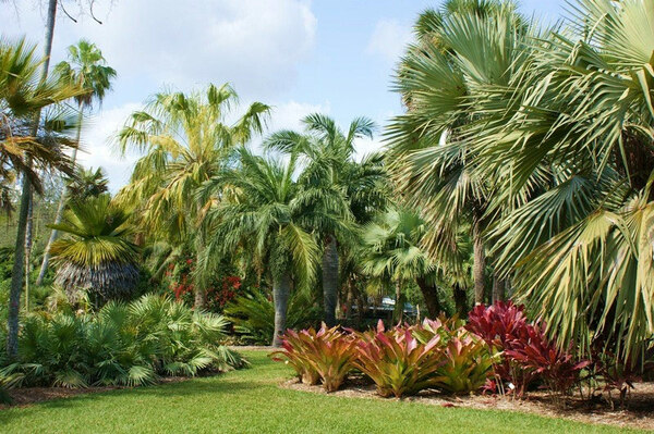 Palms, Fairchild Tropical Botanic Garden
