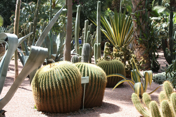 Cacti, Majorelle Garden