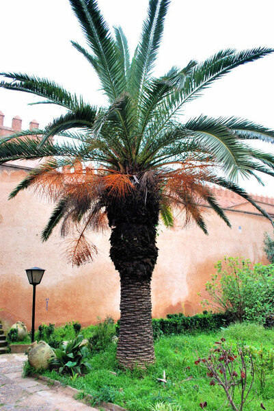 Andalusian Garden, Morocco