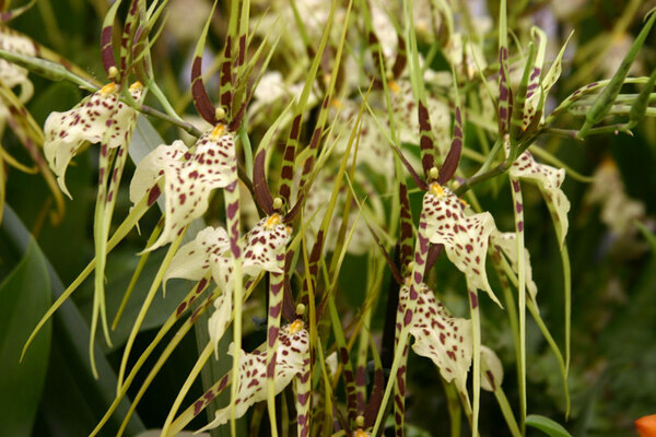 Orchids, Burnham Nurseries