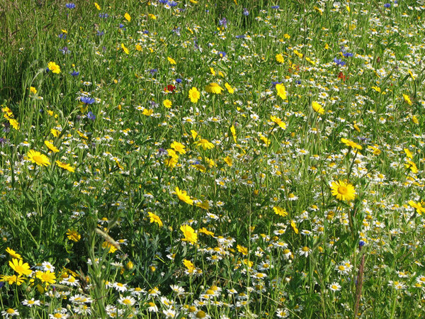 Wildflower Meadow, Habitat Aid