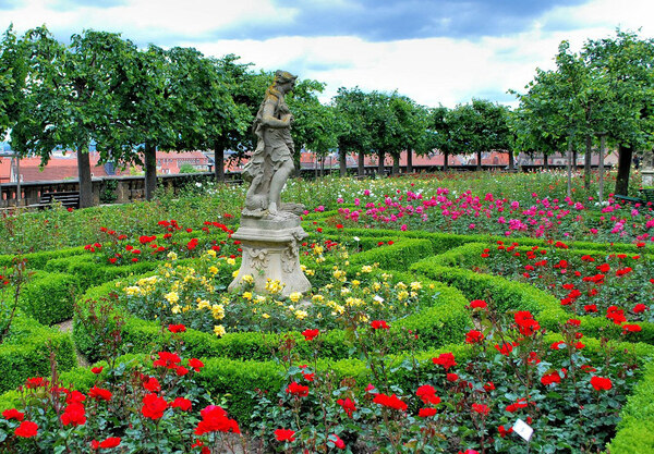 Juno, Bamberg Rose Garden