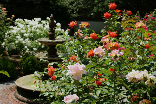 Roses, Salisbury University Arboretum