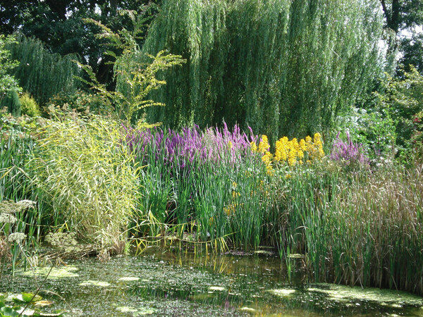 Westonbury Mill Water Gardens