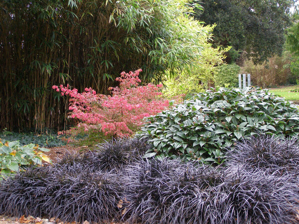 Bamboo, West Dean Gardens