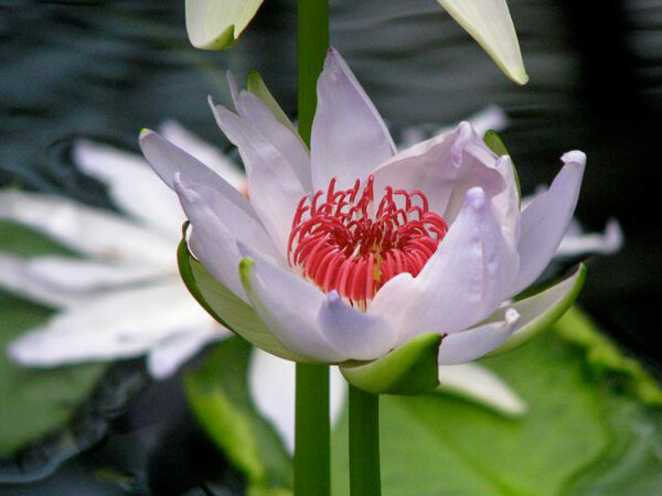 Lily, Kew Gardens