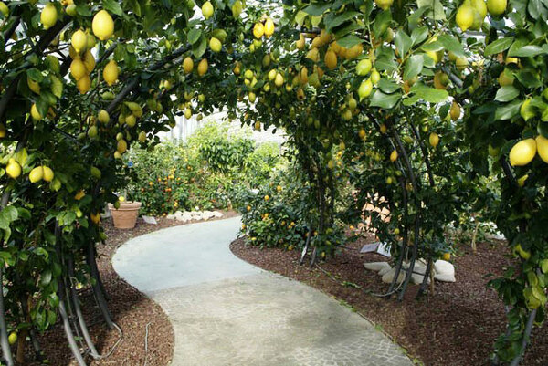 Lemon Arch, The Citrus Garden