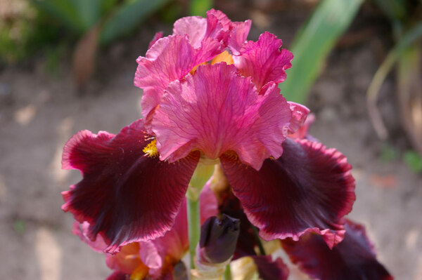 Iris Strozzapreti, Seagate Irises