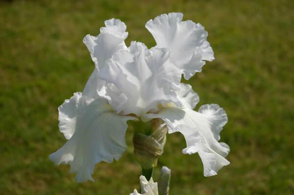 Seagate Irises, Lincolnshire