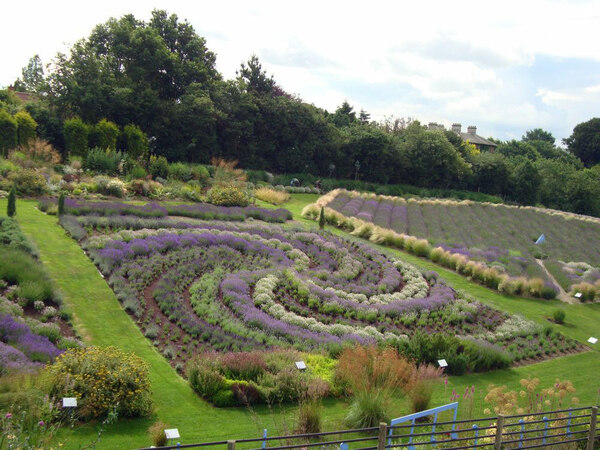 Yorkshire Lavender Garden