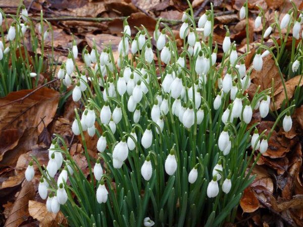 Snowdrops, Welford Park