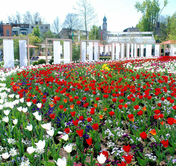Tulips, Mangfallpark