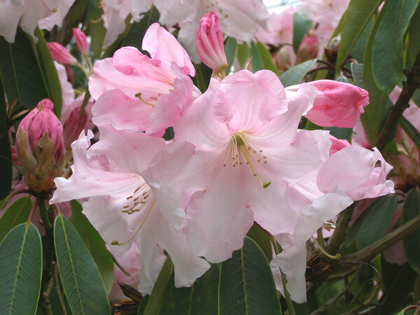Rhododendron Loderi, Bowood