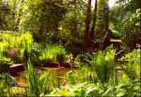 Saling Hall Garden