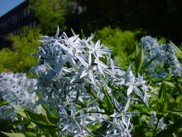 Zurichbotanicalgardens