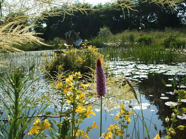 Lake, Moors Meadow Gardens