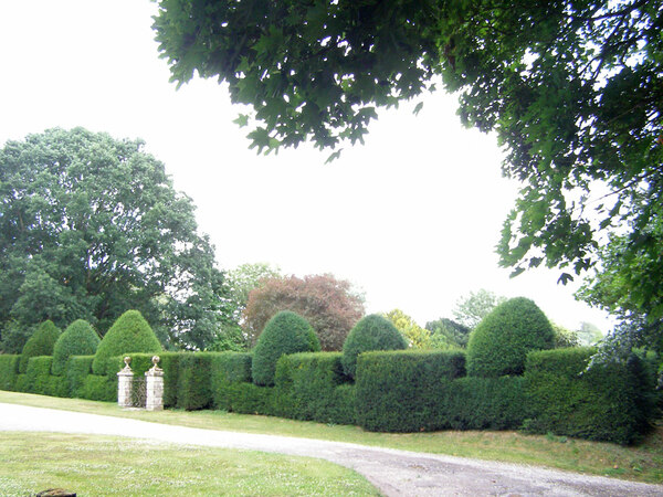 Yew Hedge, Heale Garden