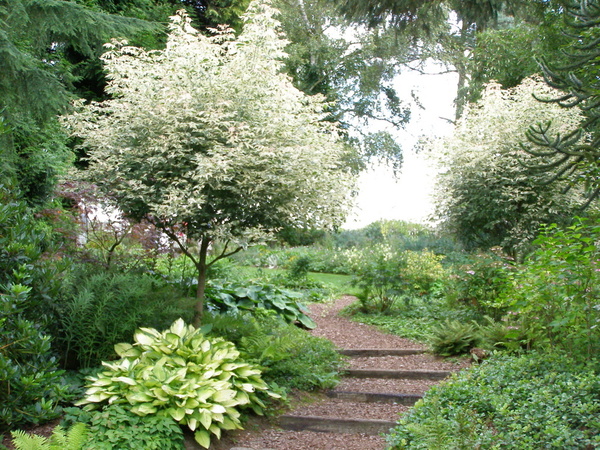 Path, Beth Chatto Gardens