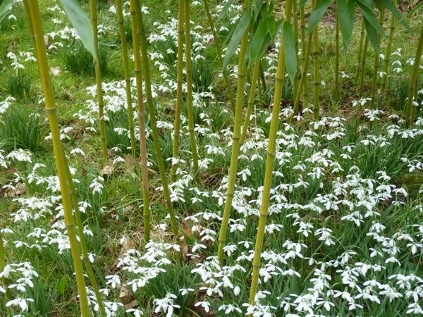 Bamboo and Snowdrops, Kingston Lacy Garden