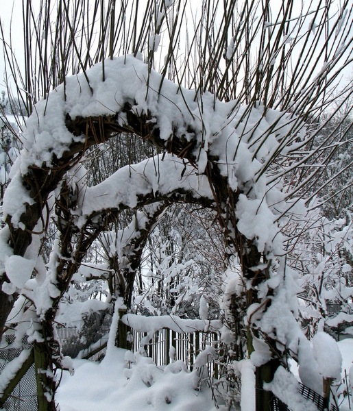 Snow, Tan-y-Llyn Nurseries